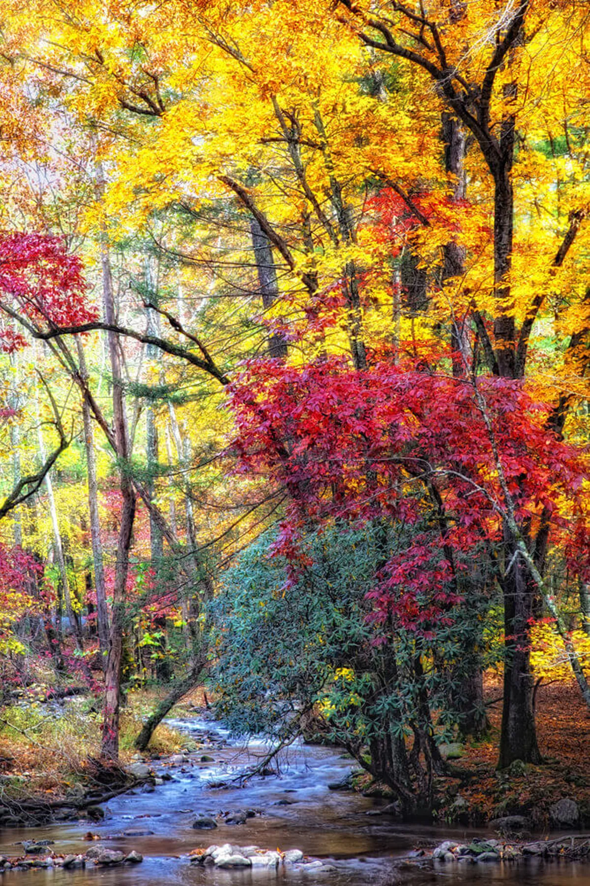 A vibrant autumn landscape with tall trees, colorful leaves, and a gently flowing stream. The scene invites immersive nature experiences like hiking, picnicking, or simply enjoying the tranquility of the Smokies.
