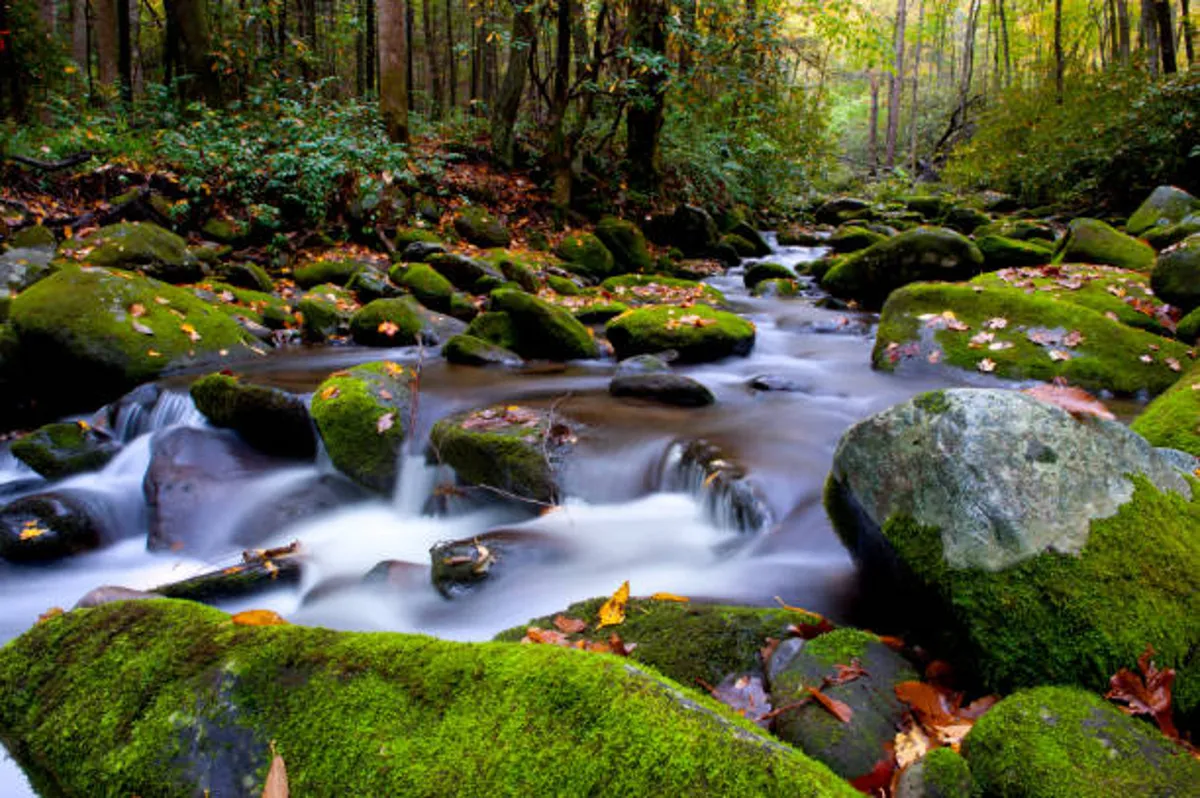 A serene forest stream winds through moss-covered rocks, surrounded by autumn leaves and tall trees. Sunlight filters through the foliage, casting a golden glow on the flowing water and creating a peaceful, inviting atmosphere. This image evokes the tranquility and immersive beauty of the Smoky Mountains' natural landscapes.